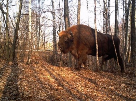 Gli animali di Chernobyl ci svelano quanto noi umani siamo insignificanti