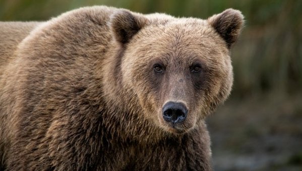 L'uomo ha rimosso il lato selvatico: così l'orso fa paura