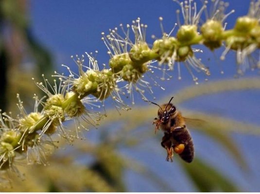 Senza api non c’è vita (e l’Italia ha le migliori). Ecco perché bisogna aiutarle a resistere