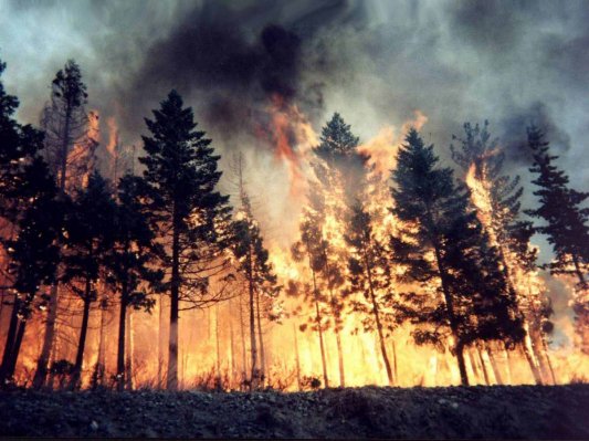 Il deserto cresce: piantare alberi per un’altra generazione