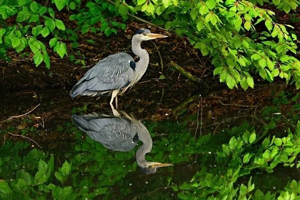 Verso un'ecologia "più vera"?