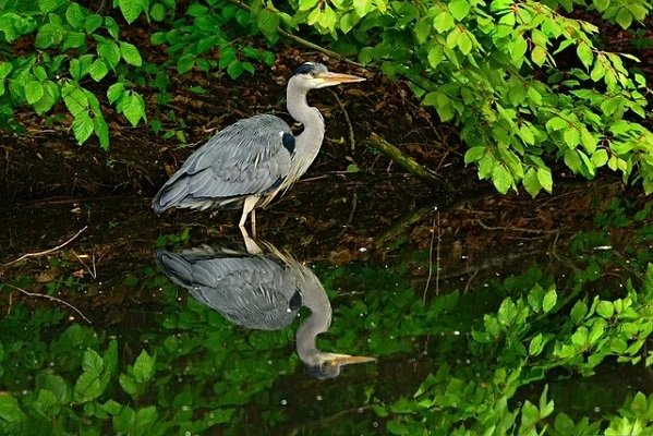 Verso un'ecologia "più vera"?