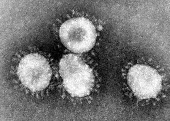 Il coronavirus e il senso critico
