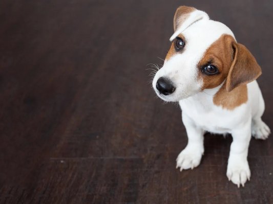 Lettera di un veterinario a papa Bergoglio. Ovvero predicare l’amore e seminare l’odio