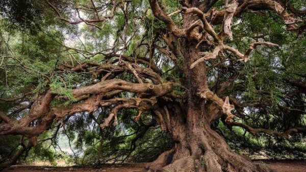 Xylella Fastidiosa è il vero nemico