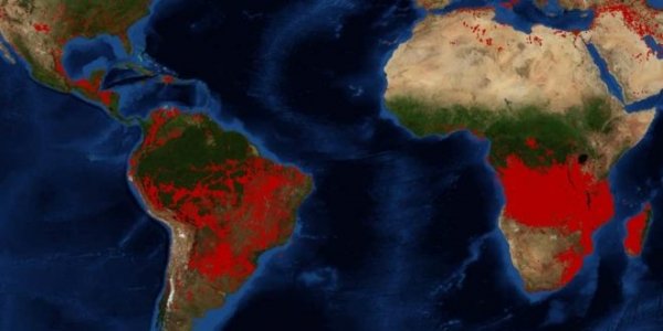 Le foreste della Terra stanno andando a fuoco