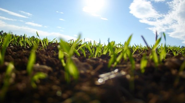 Bioregionalismo terra terra... Partendo dall'agricoltura ecologica