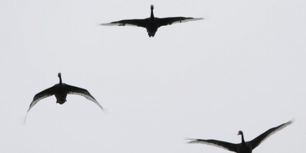 Il regno del Cigno Nero