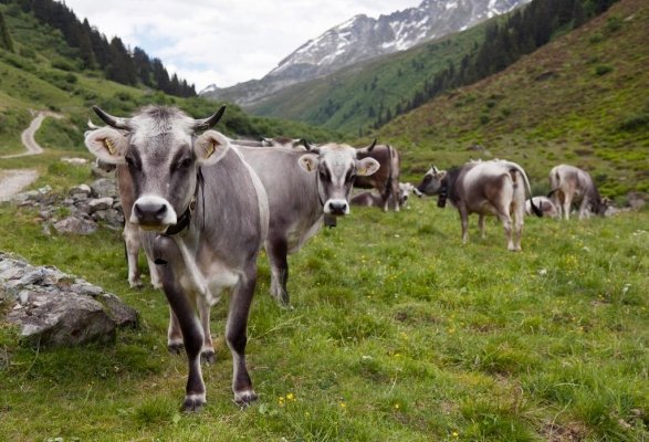 Ecologoa alimentare