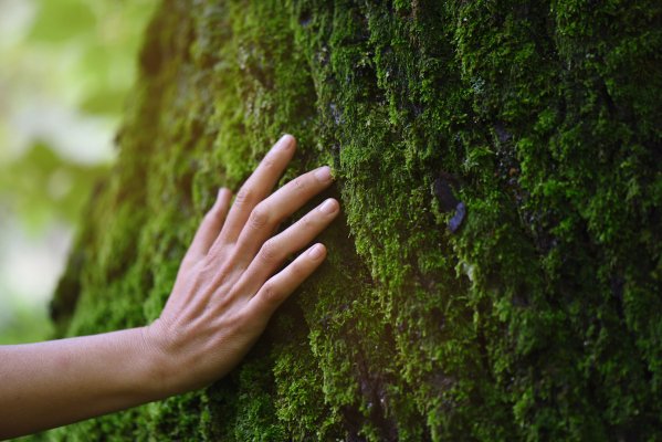 Ecologia profonda e decrescita