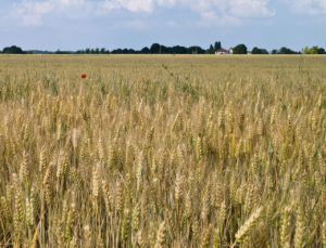 Agricoltura: se la sostenibilità non è un’opinione