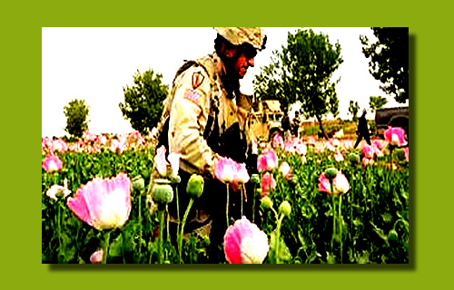 Guerra dell'oppio in Afghanistan