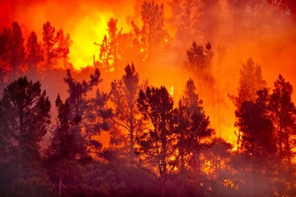 Notre Dame, le foreste e l'antropocentrismo