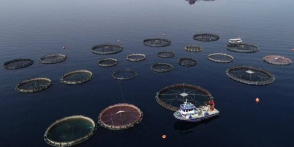 L’industria della pesca è la più grande minaccia per i nostri oceani