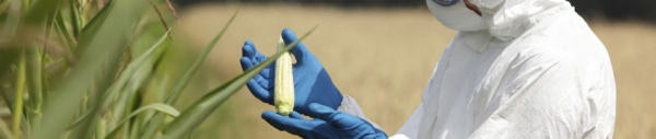 OGM, già ne mangiamo senza TTIP