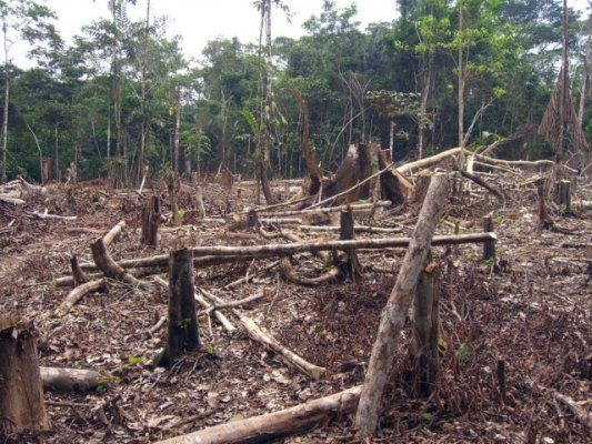 Oltre Greta e l’antigretismo. Perché abbiamo bisogno di un ambientalismo con il gilet giallo