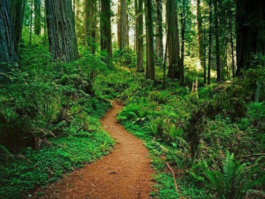 C’è una strada nel bosco