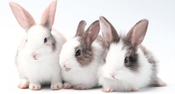 Il ruggito dei conigli