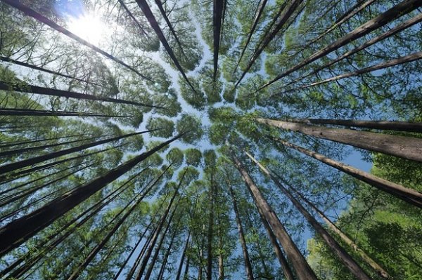 Riflessioni sull'ecopatologia