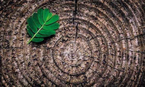 Alle radici profonde del pensiero ecologista