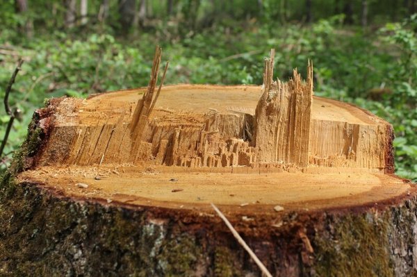 Si predica il green, si pratica il taglio. Le contraddizioni e i meccanismi dietro la devastazione del verde