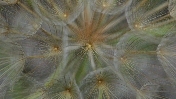 Il vivente non è mai banale: qualche spunto di riflessione