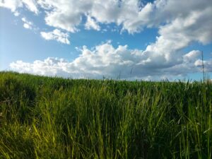 La primavera e il miracolo di Flora negato ai cittadini