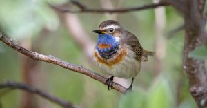 La bellezza in natura non è funzionale