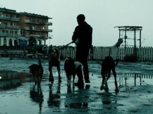 Dogman (o le prevedibili virtù dell’ignoranza)