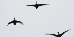 Il regno del Cigno Nero