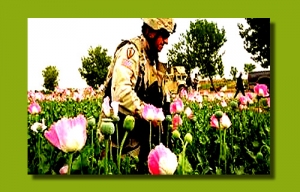 Guerra dell'oppio in Afghanistan