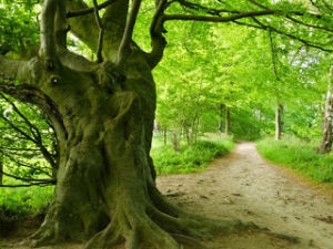 Per una ecologia non antropocentrica
