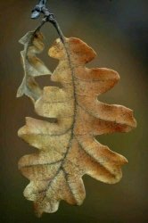 L’anima delle foglie