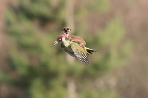 Sovrastrutture
