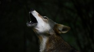 Lupo non mangia lupo