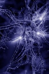 Le connessioni tra metafisica e neuroscienze. Sulla necessità di una nuova forma di conoscenza