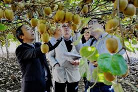 L'agricoltura italiana ai cinesi