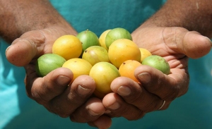 Se agricoltura significa spreco