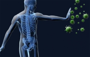 Covid-19, nel midollo osseo la chiave di un’immunità di lunga durata