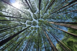 Riflessioni sull'ecopatologia