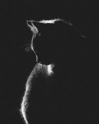 Il gatto non c’entra niente